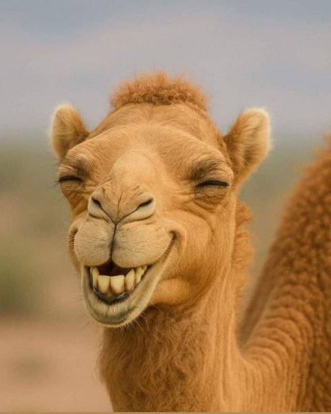 Db6ae4cb9ac66777c8168431dd234728