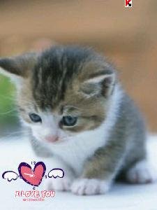 Cattsss