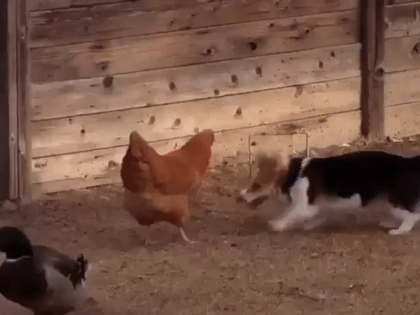 Бой без правил