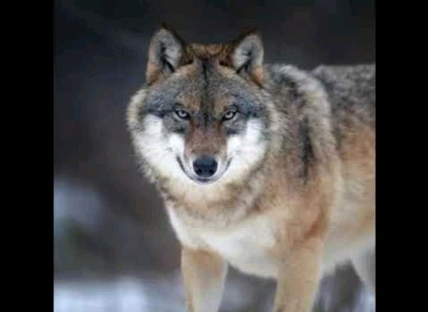 Ваня Barsik - Дивіться суки обережно.