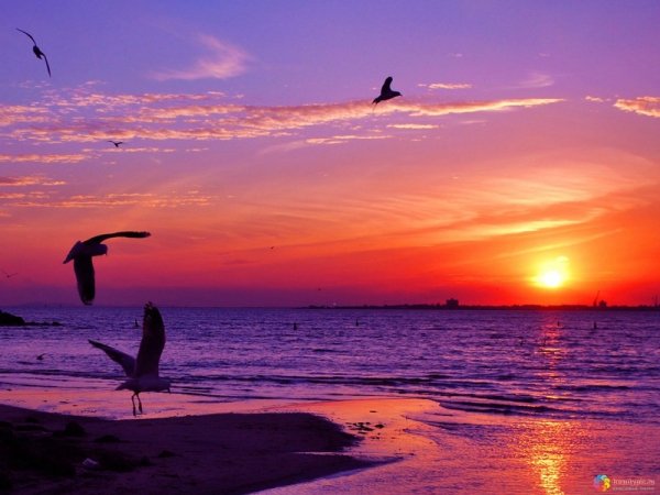 Aleksey Fusion - Sea Sunset (Original Mix)