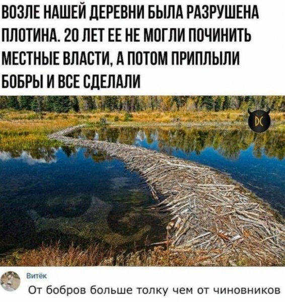 Бобры построили дорогу