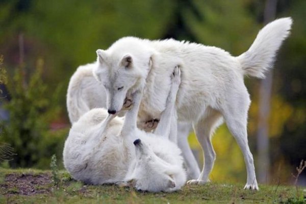 Nature-animal-wildlife-predator-portrait-canis-lupus-face--2