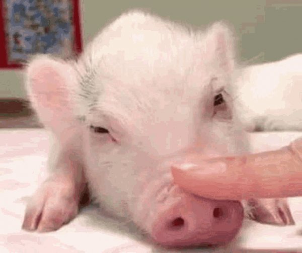 Pig
