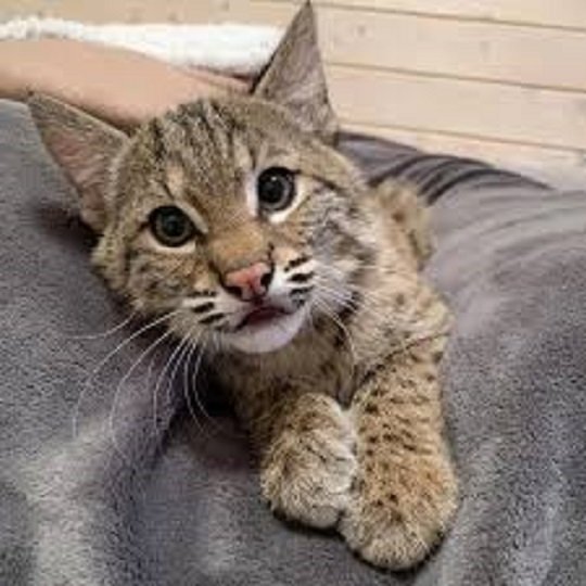 Кошка. (3)