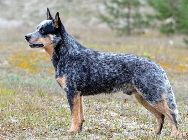 Австралийская короткохвостая пастушья собака (11)