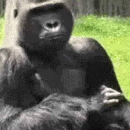 Monkey