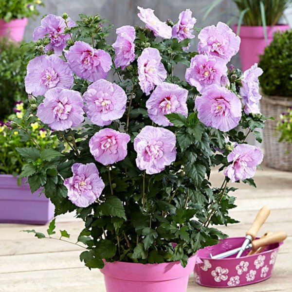 Гибискус Лавендер Шифон (Lavender Chiffon)