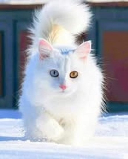 Кот (11)