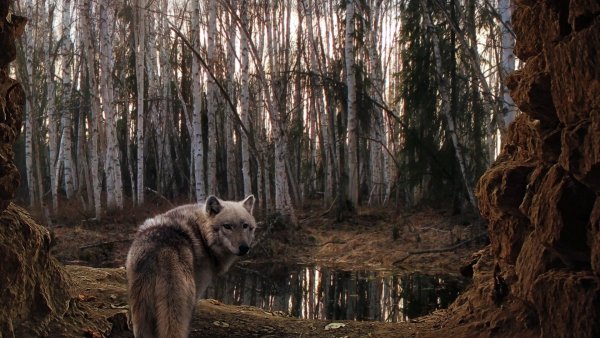 Nature-animal-wildlife-canis-lupus-face-wolf-portrait-pr-155