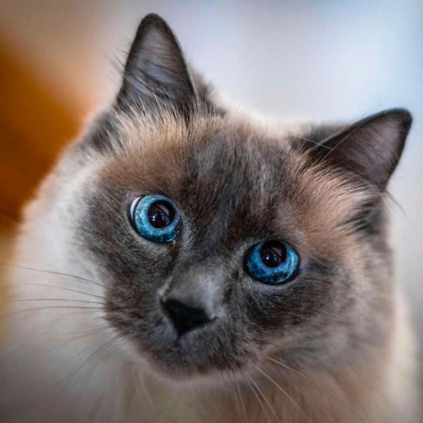Балинезийская кошка. (2)