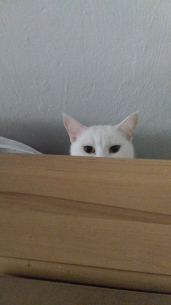 file_99953200