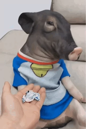 Pig
