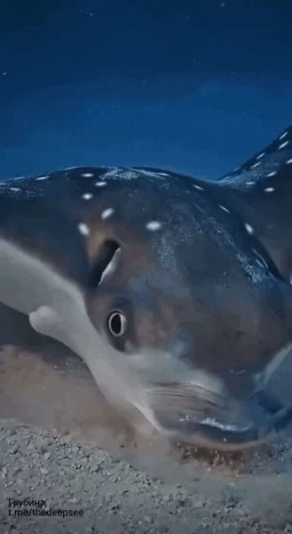 Морской Скат