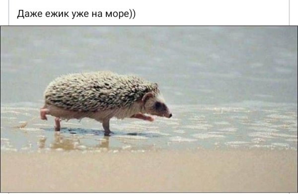 Даже ежик