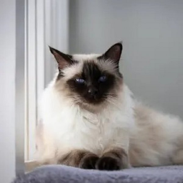 Балинезийская кошка. (5)