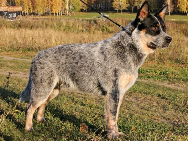 Австралийская короткохвостая пастушья собака (15)