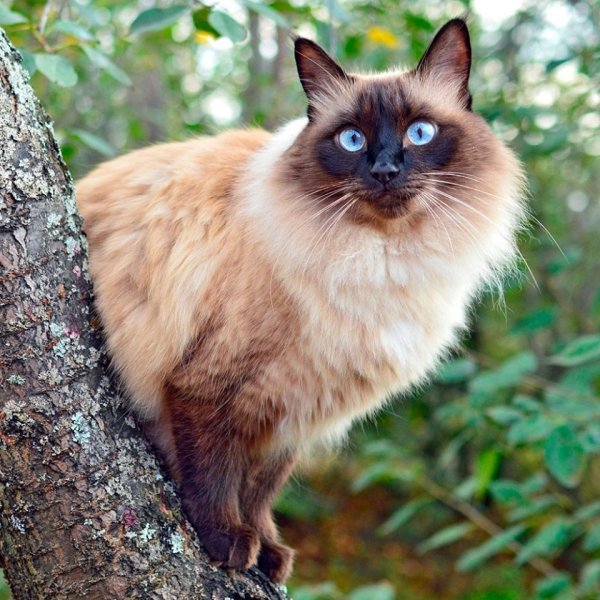 Балинезийская кошка. (3)