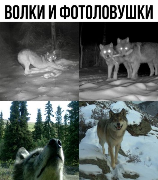 sbornik-prikolnyh-kartinok-i-zabavnyh-kommentariev-13