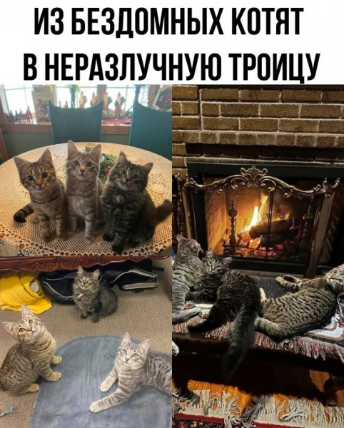 Novaja-podborka-smeshnyh-memov-i-prikolnyh-kommentariev-9