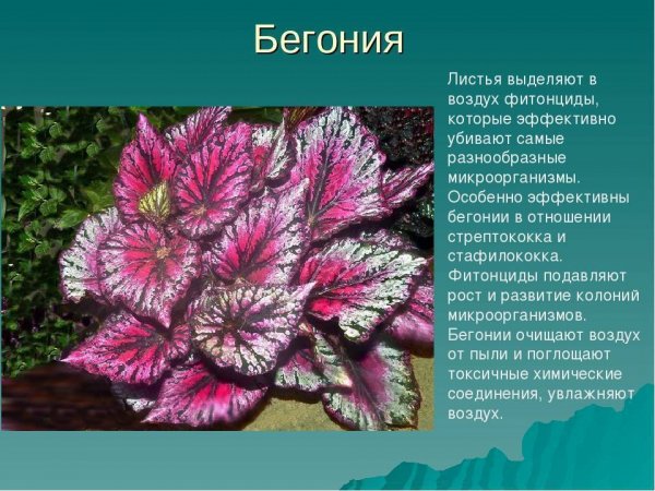 Бегония