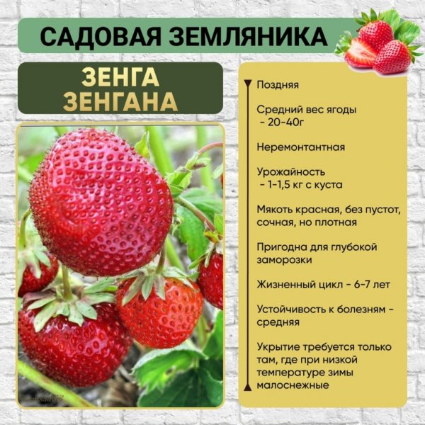 Зенга зенгана