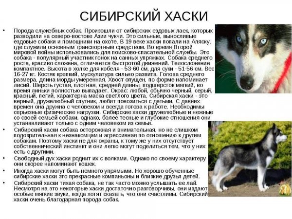 Сибирский хаски