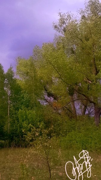 Фото Лесника