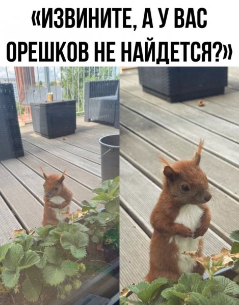 sbornik-prikolnyh-kartinok-i-zabavnyh-kommentariev-4