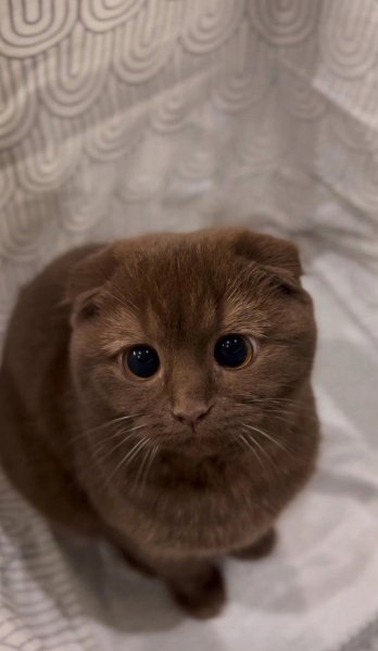 Котик3