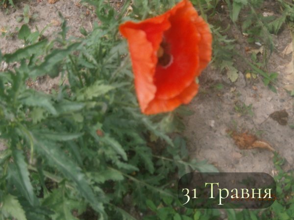 31 Травня