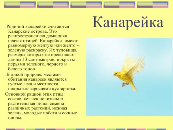 Канарейка