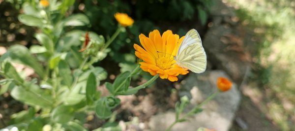 picture_389350866