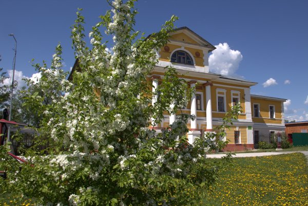 Липа цветет