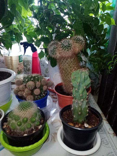 Кактусы)