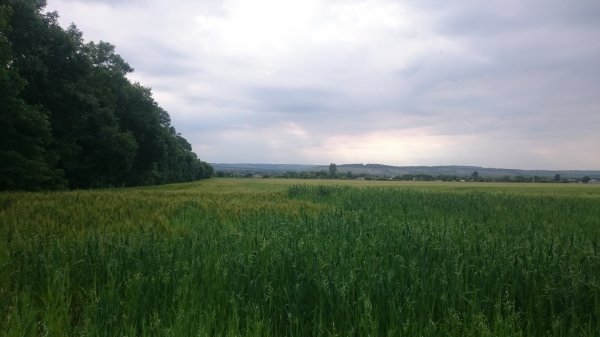 DSC 0533