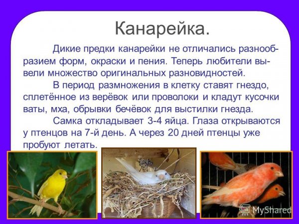 Канарейка