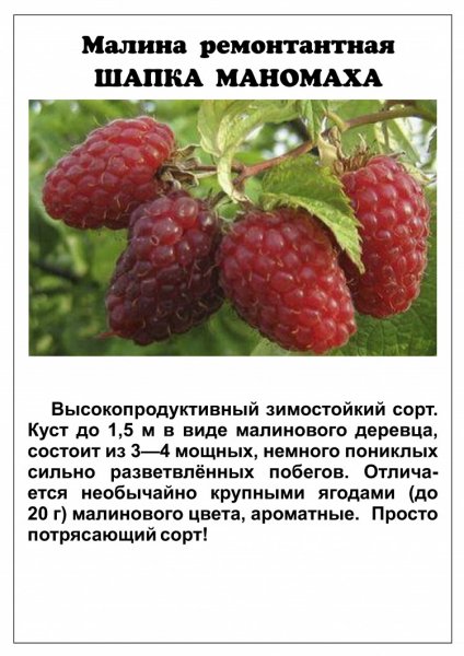 &quot;Шапка Мономаха&quot;
