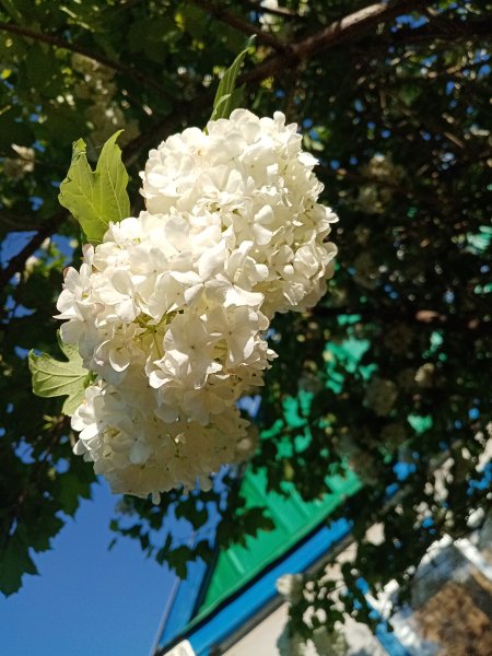 Бульдонежка