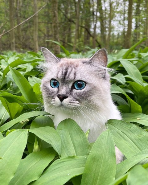 Котик4