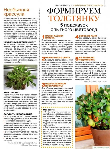 Домашние растения