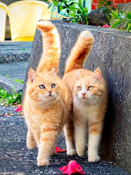 Рыжий Кот - Кусочек Солнца Дома!!!
