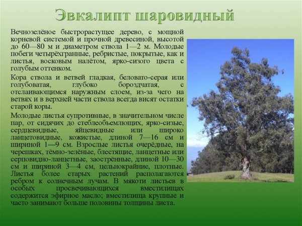 Эвкалипт шаровидный