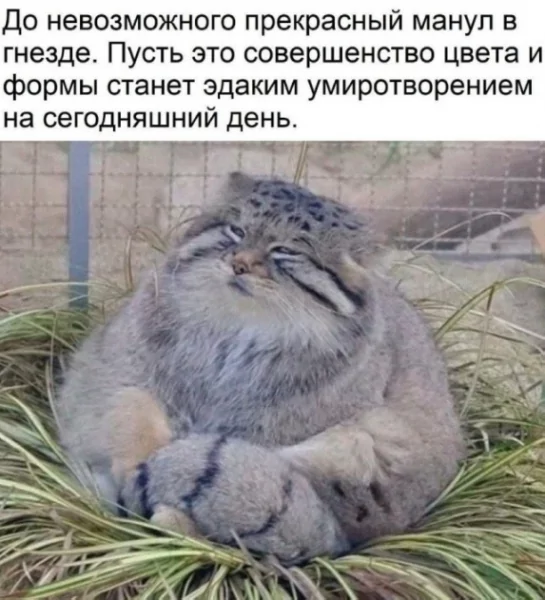 КотЭ)