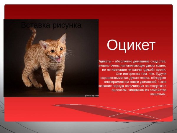 Оцикет