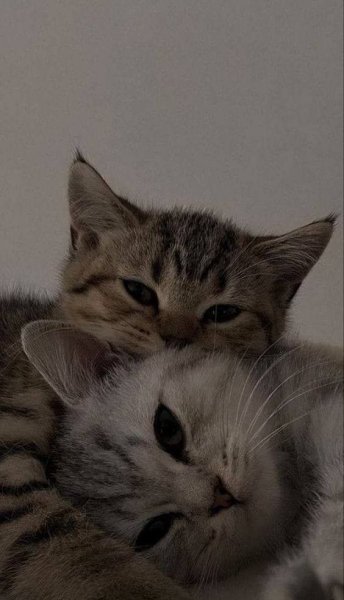 КотЭ)