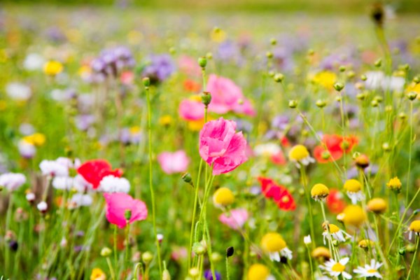 Flowers-0000268