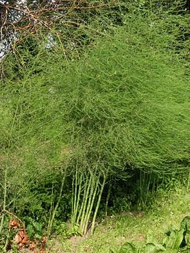 px-Asperge planten Asparagus officinalis