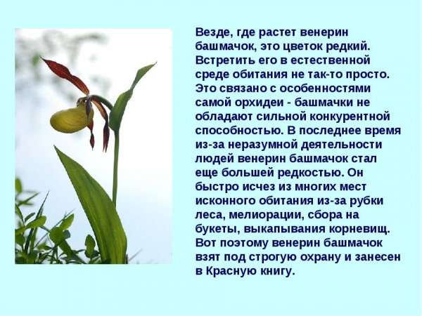 Венерин башмачок
