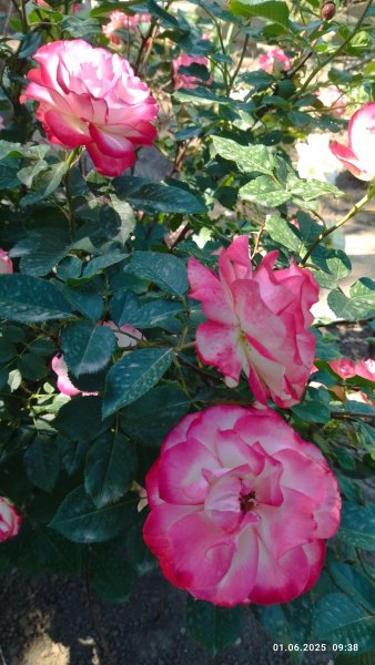 picture_389217820